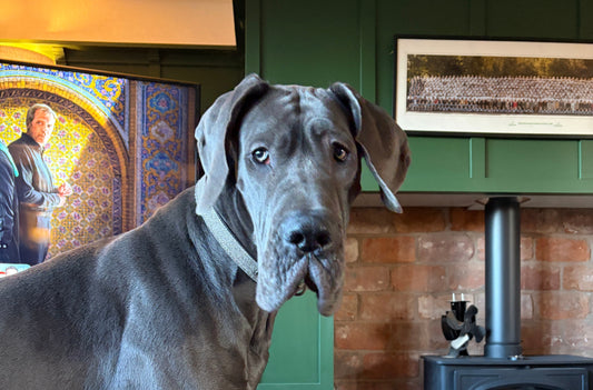 The Great Dane Gift Guide: Thoughtful Presents for People Who Love Giant Dogs