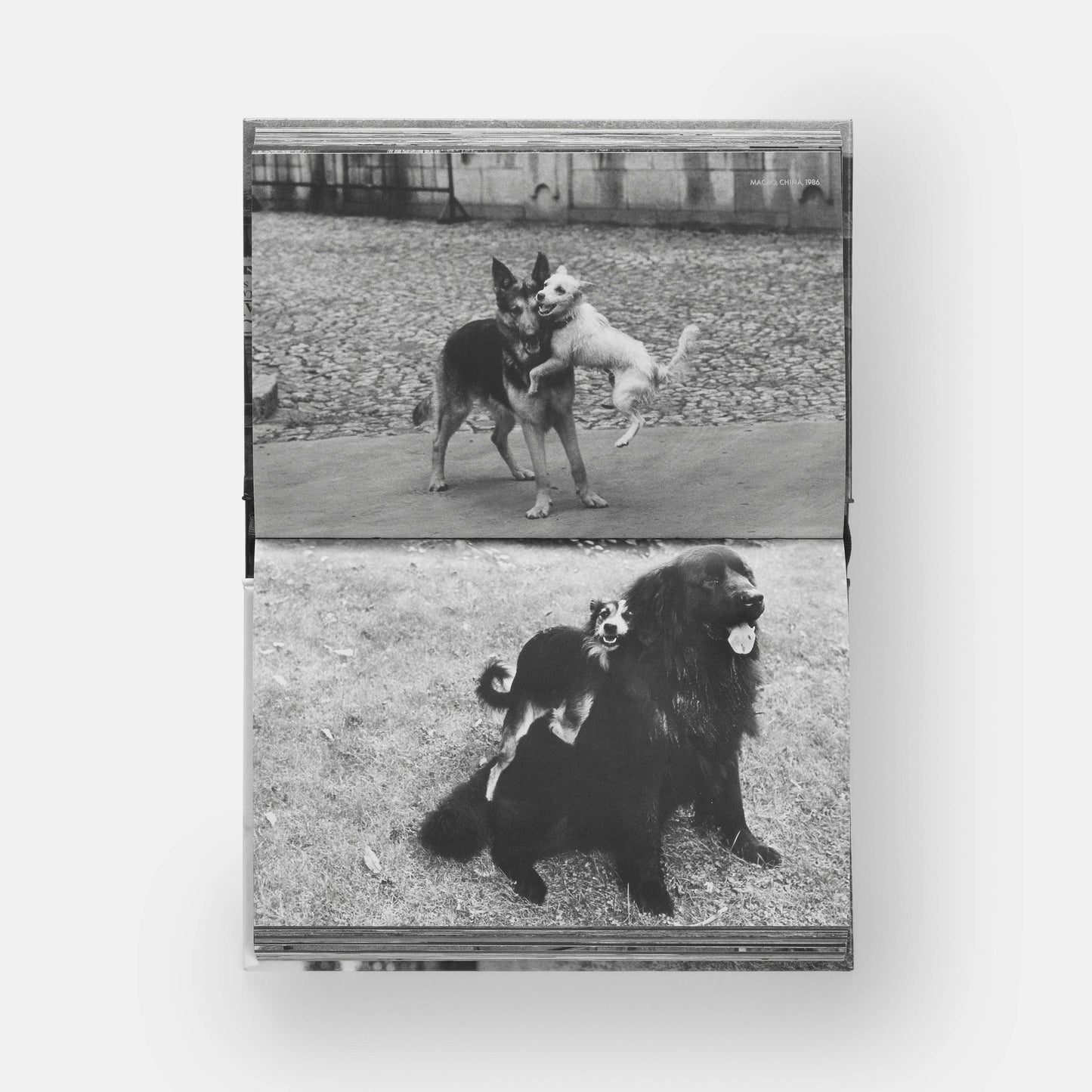 DogsDogs by Elliott Erwitt
