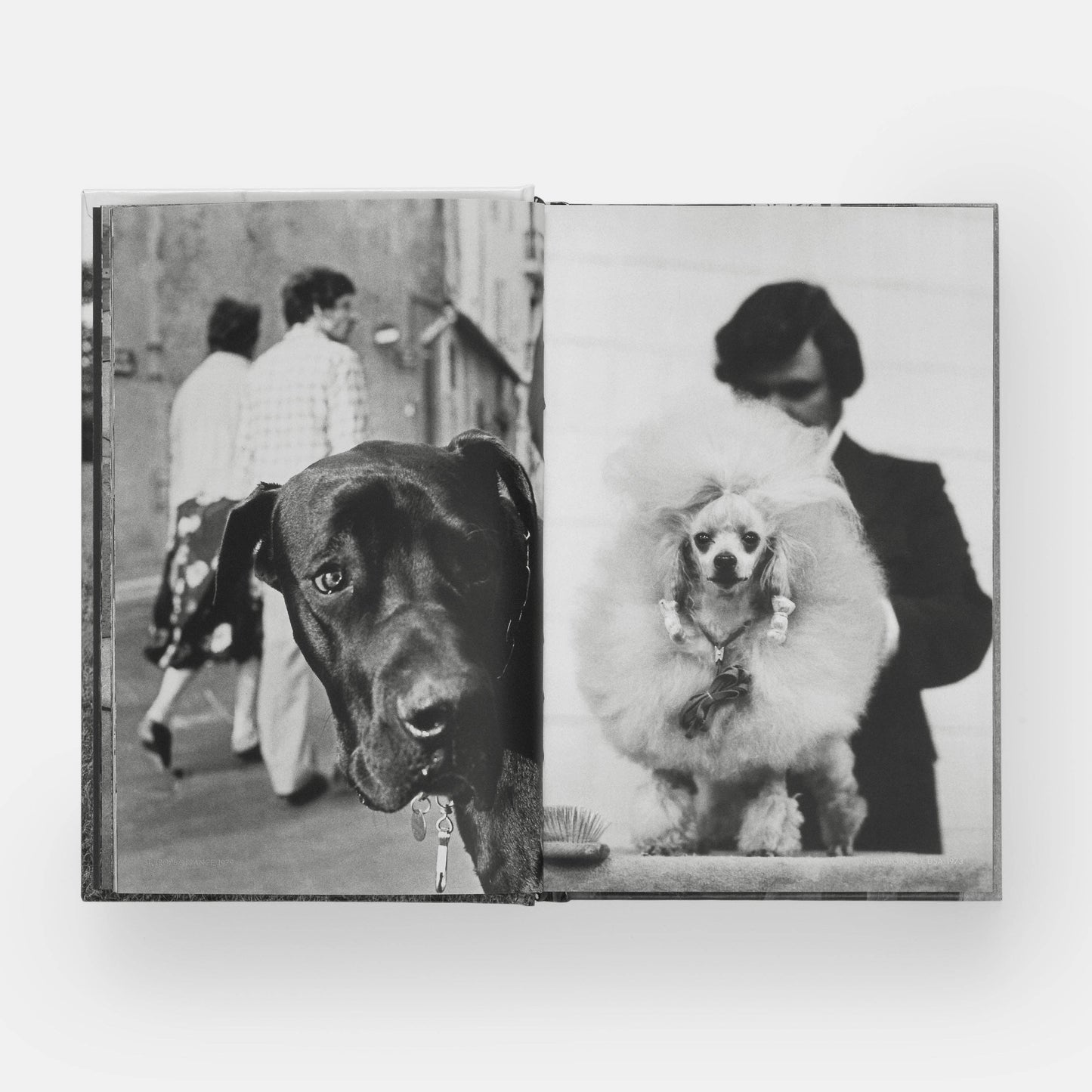 DogsDogs by Elliott Erwitt