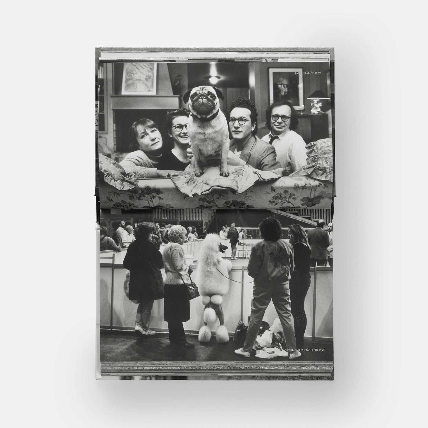 DogsDogs by Elliott Erwitt
