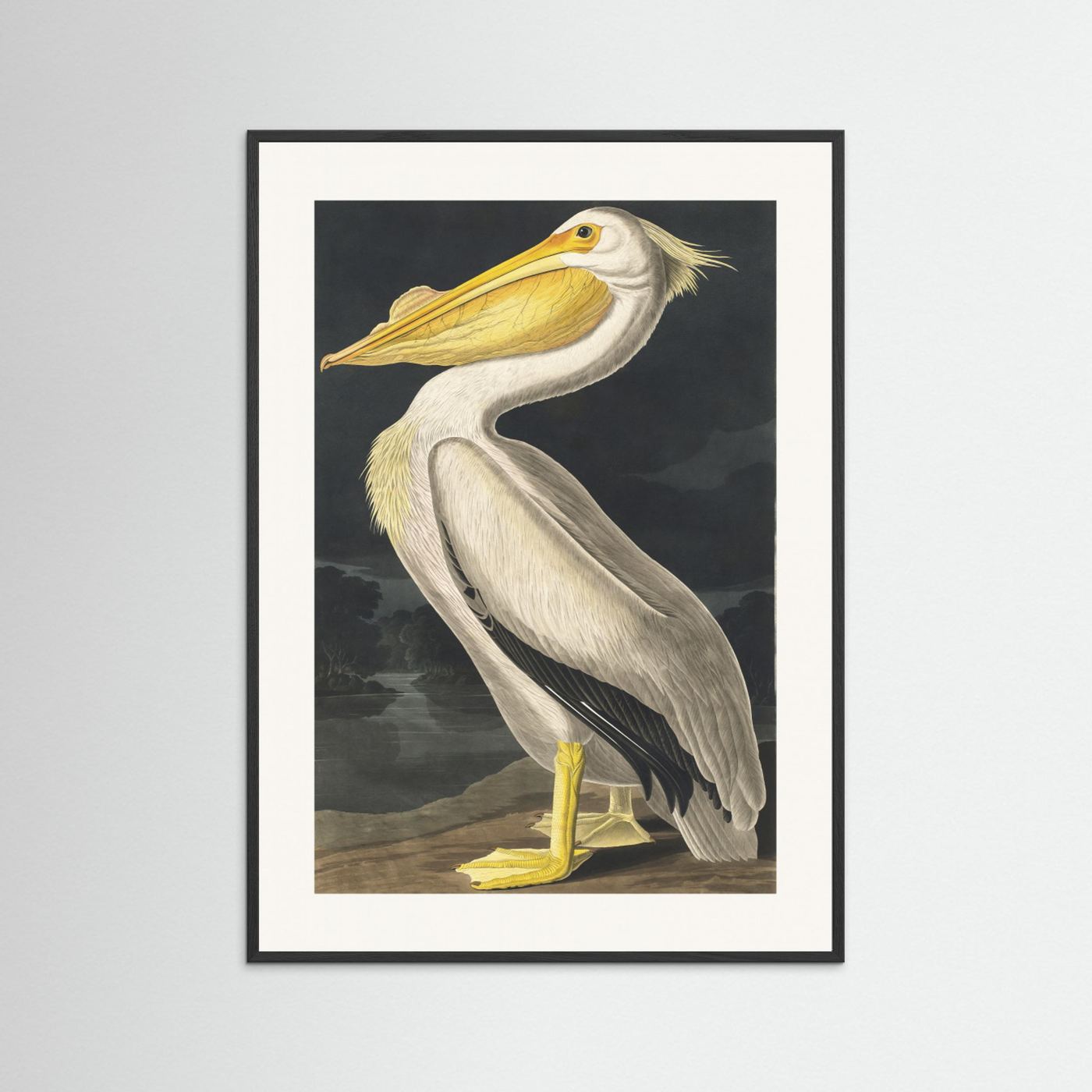 American White Pelican From Birds of America (1827) by Pictufy