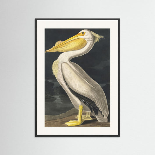 American White Pelican From Birds of America (1827) by Pictufy