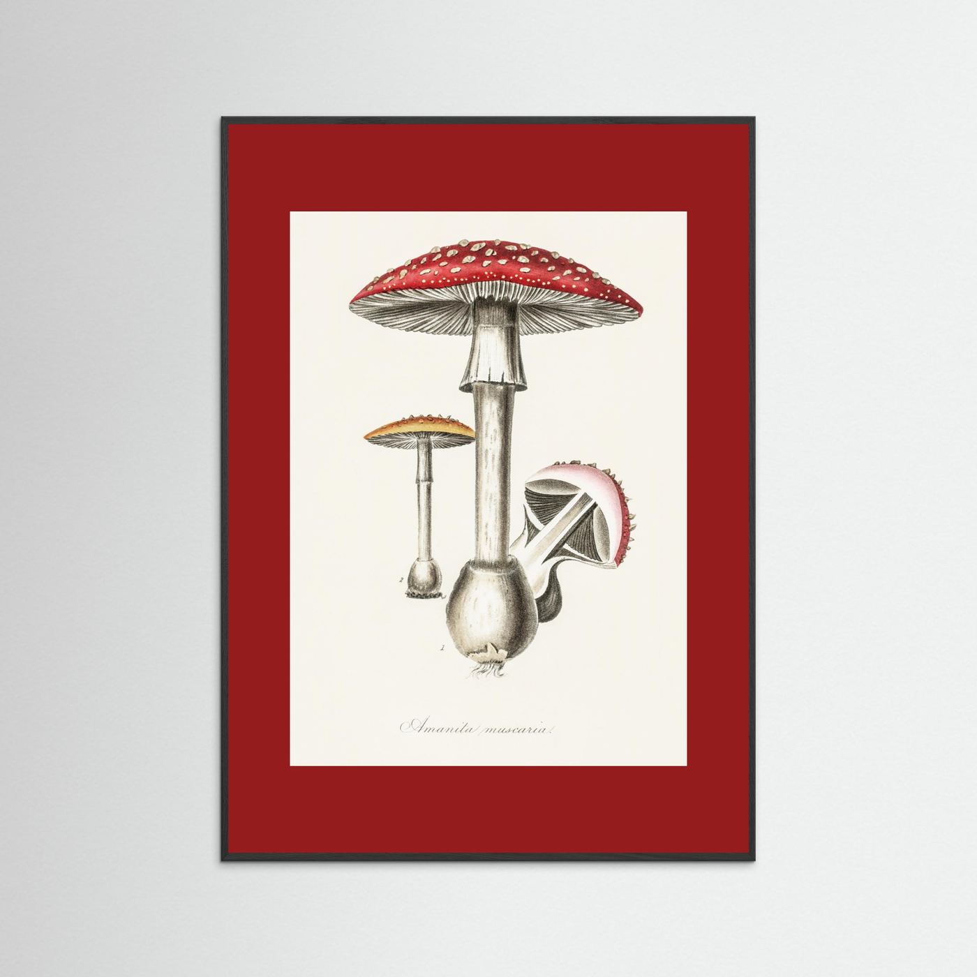 Amanita Muscaria Illustration. Medical Botany 1836 Vintage Mushroom Study Framed Art
