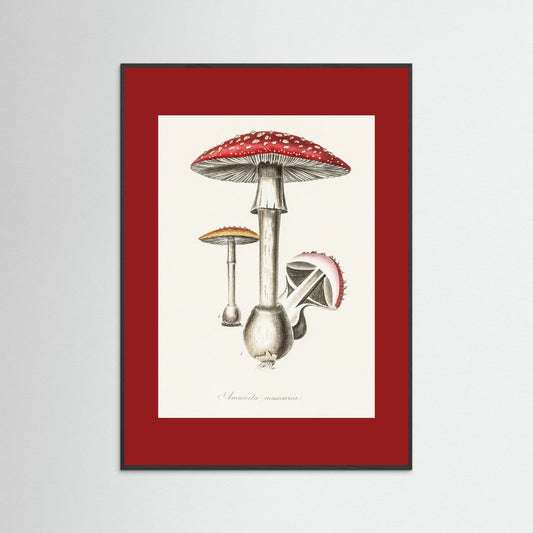 Amanita Muscaria Illustration. Medical Botany 1836 Vintage Mushroom Study Framed Art