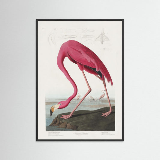 Pink Flamingo From Birds of America (1827) by Pictufy